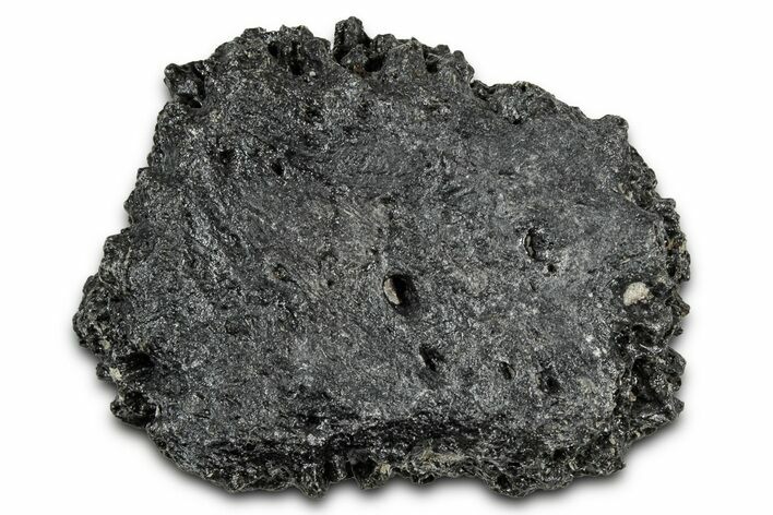 Fossil Glyptodont (Glyptotherium) Bony Armor Osteoderm - Florida #351072